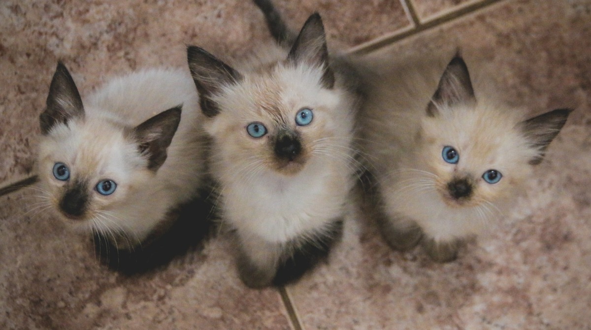 Foto 5 de 7 — ONG de Araraquara pede votos para salvar abrigo com mais de 120 gatos